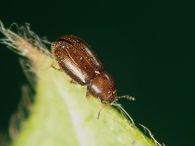 da identificare: Ciidae ??